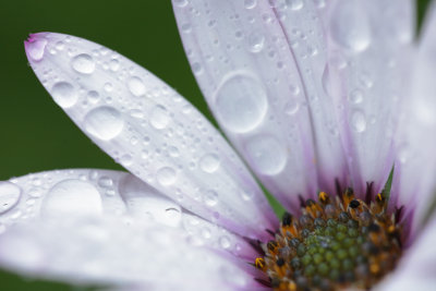 20111012 - Drenched Droopy Daisy