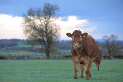 20111018 - Soppy Cow!