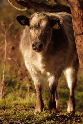 20111030 - Fluffy Moo