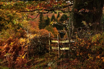 20111105 - Fence