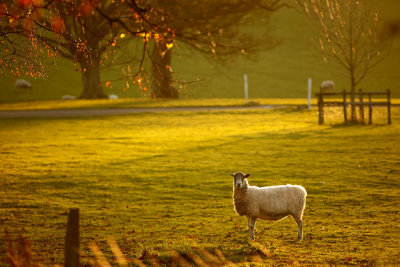 20111117 - Sunrise Sheepy