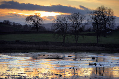 20120122 - Golden Ducks