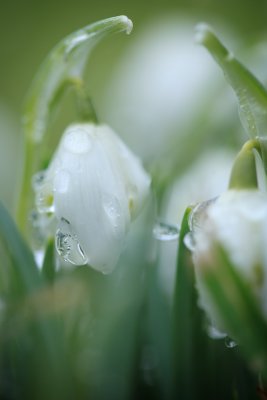 20120211 - Ice Drops on Snowdrops