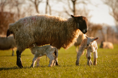 20120305 - Little Bleaters