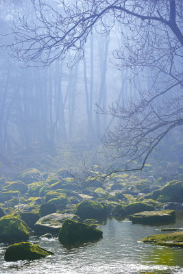 20120325 - A Misty Hackfall Morning