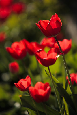 20120327 - Tuliped