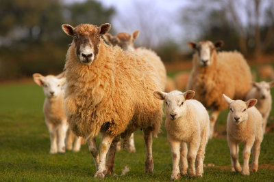 20120329 - Nosey Sheepies