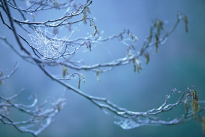 20120325 - Tree Webs