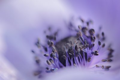 20120416 - Back to the Anemone