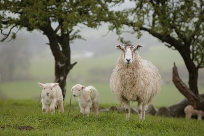 20120418 - More Sodden Sheep