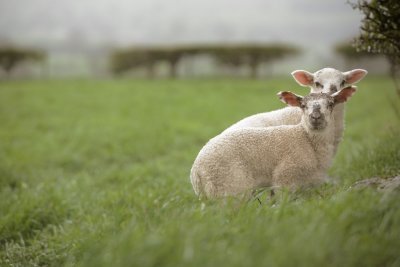 20120425 - Sheltering Sheeps