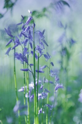 20120516 - Back to the Bluebells