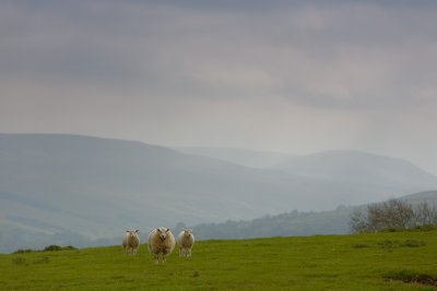 20120520 - More Sheep