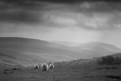 20120520 - More Sheep Mono