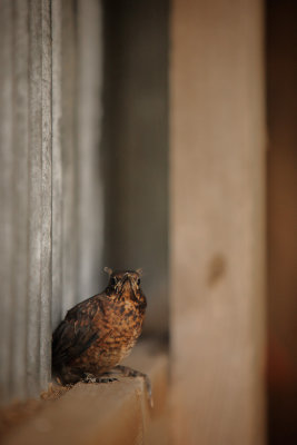 20120531 - Baby Barn Blackboid