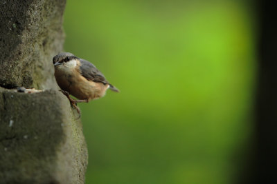 20120610 - Birdie