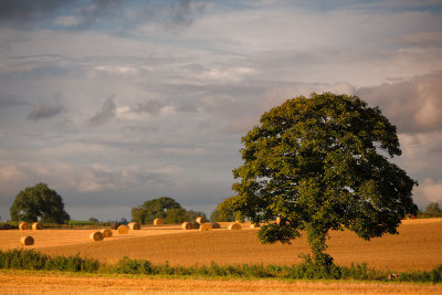20120821 - Tree and Bales