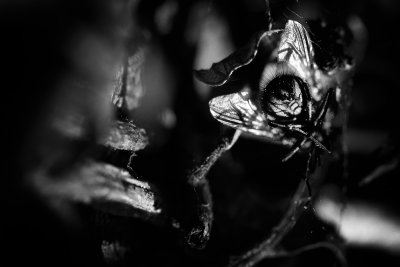 20120903 - Dead bw