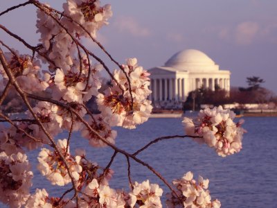 2011 - H With Cherry Blossom