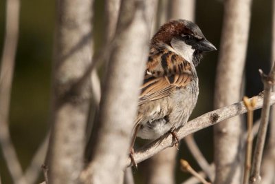 moineaux domestique - huismussen -  sparrow