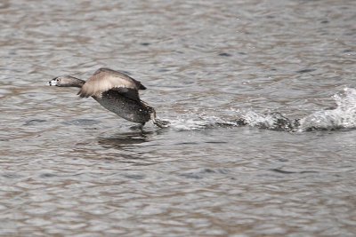 vogels op het water - Birds on water