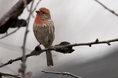 roselin familier variante orange