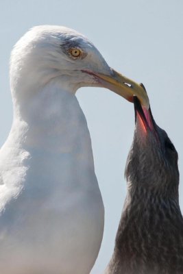 meeuwen - gulls - golands
