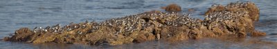 Semipalmated Sandpiperd at Fishermen's Warf