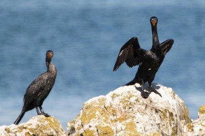 Aalscholver - Cormorant - Cormoran