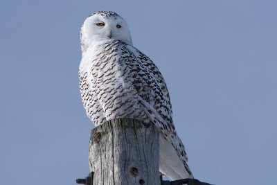 harfang des neiges - sneeuwuil - snow owl