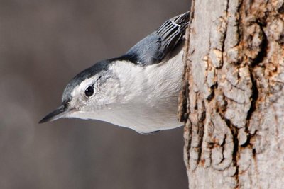sitelle - boomklever - nuthatch