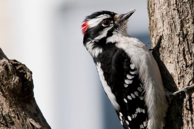 pic mineur - downy woodpecker