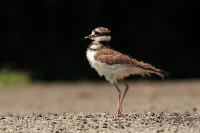Baby killdeer