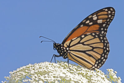 Monarch in Blue