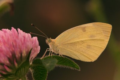 European Cabbage Butterfly