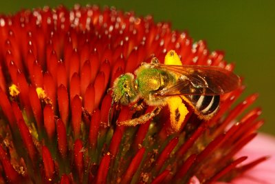Virescent Green Metallic Bee