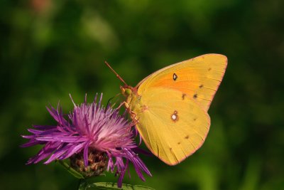Cloudless Sulphur
