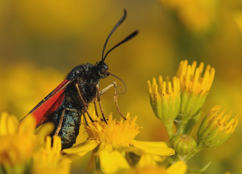 Sint-jansvlinder-Six-spotted Burnet