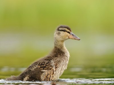 Wilde eend-Mallard