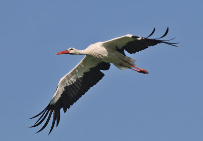 Ooievaar-White Stork