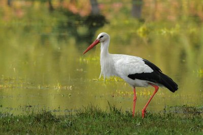 Ooievaar-White Stork