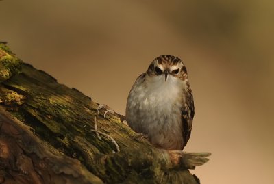 Boomkruiper -Short-toed Treecreeper