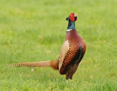 Fazant-Common Pheasant