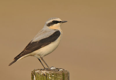 Tapuit -Northern Wheatear