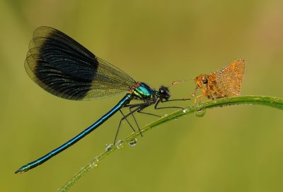 Weidebeekjuffer-Banded Demoiselle
