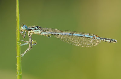 Blauwe breedscheenjuffer-White-legged Damselfly
