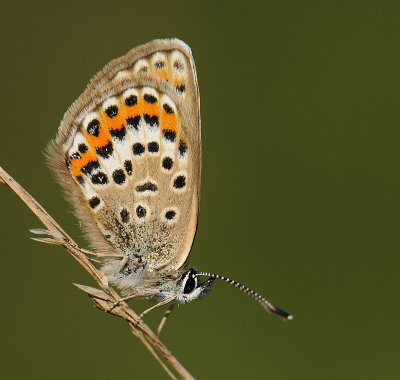 Heideblauwtje-Silver- Studded bleu