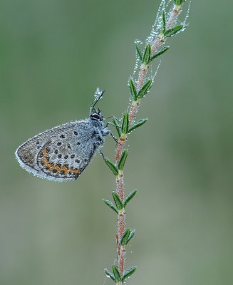 Heideblauwtje-Silver- Studded bleu