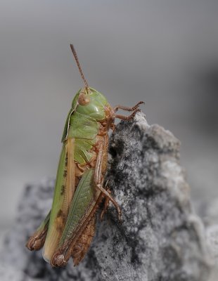Wekkertje-Common Green Grasshopper