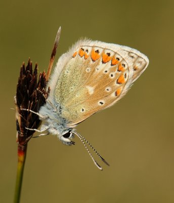 Icarusblauwtje-Common blue